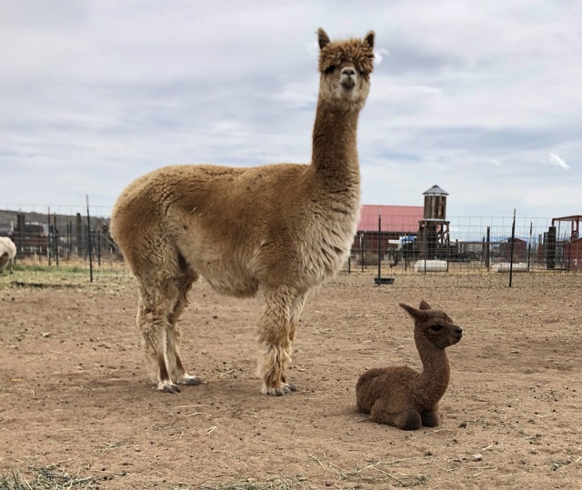 Alpacas