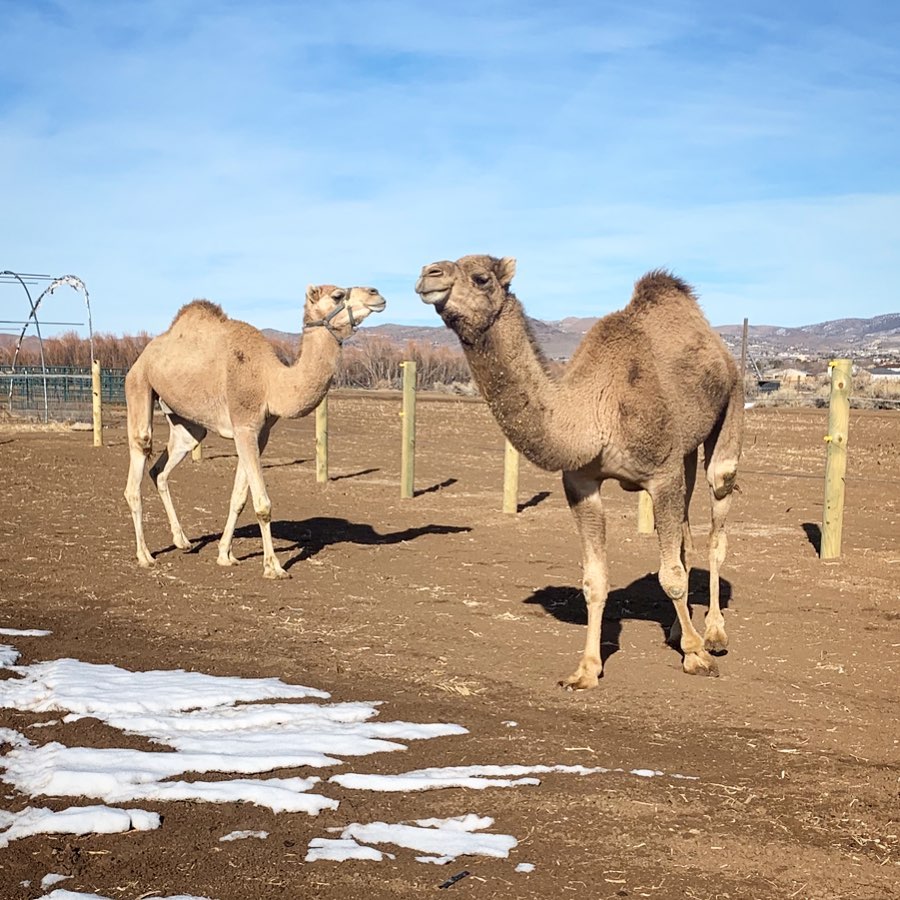 Camels