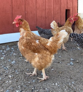 Chickens at Andelin Family Farm