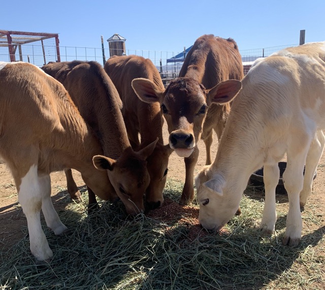 Cows