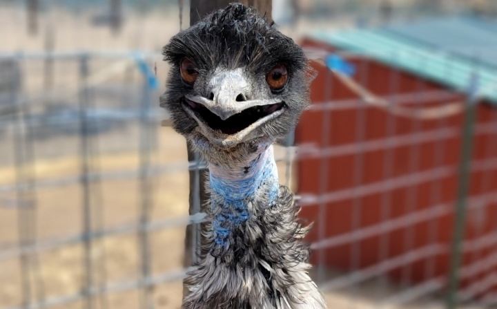 Emus at Andelin Family Farm