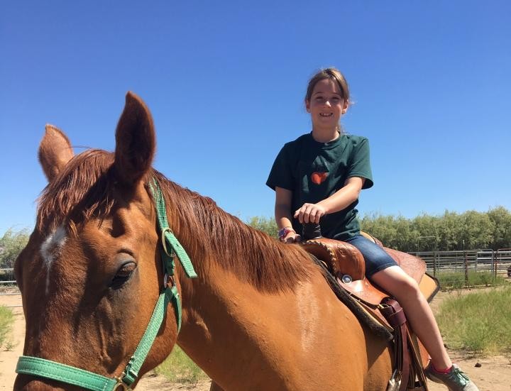 Horses