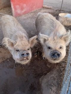 Kunekune Pigs at Andelin Family Farm