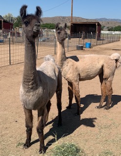 Llamas