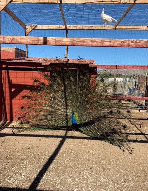 Peafowl