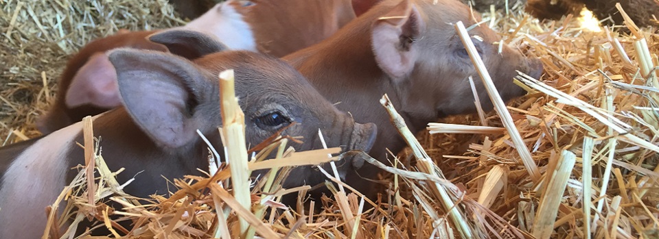Pigs
