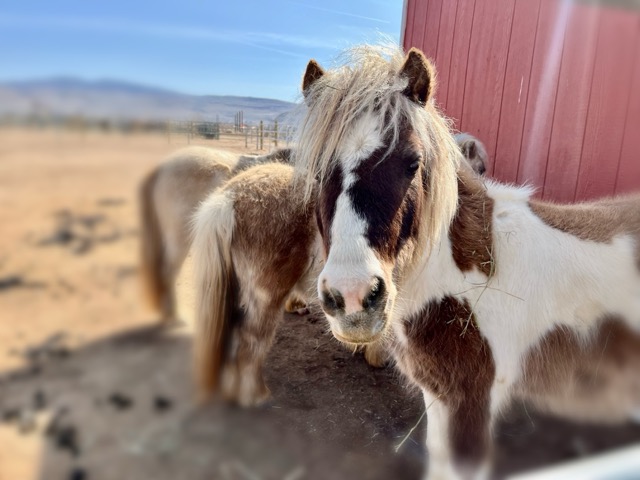 Ponies