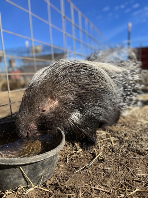 Porcupine