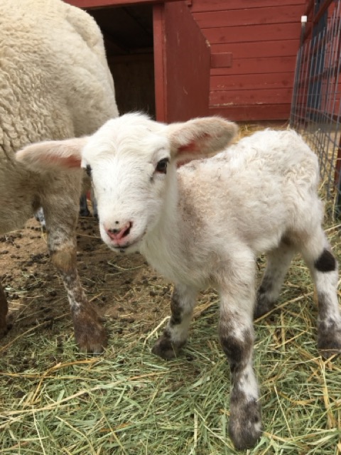 Sheep