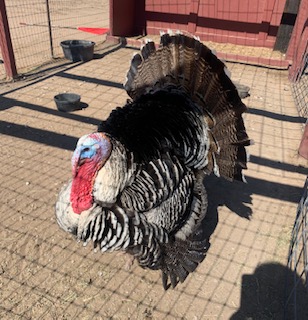 Turkeys