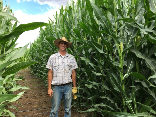 Corn maze view 1