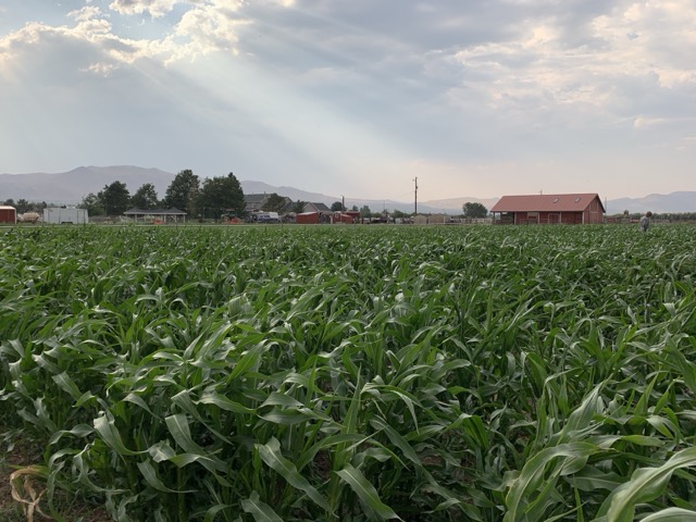 Corn maze view 2