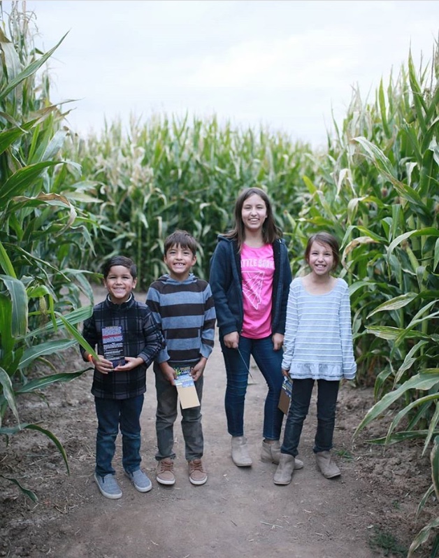 Corn maze view 5