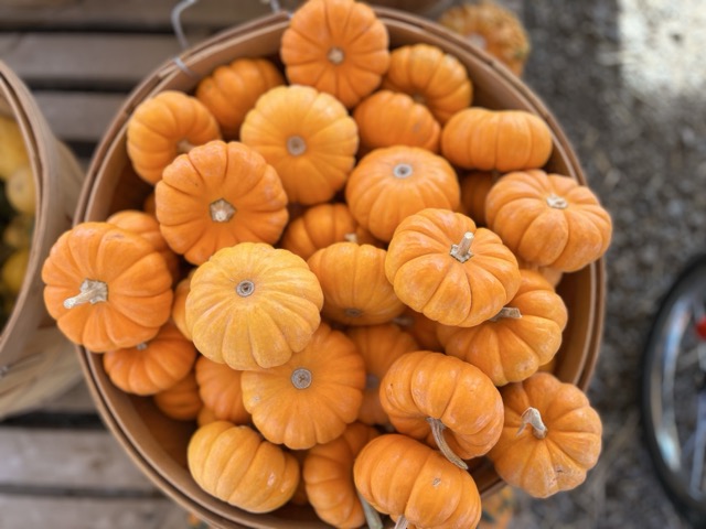 Fall festival view 4