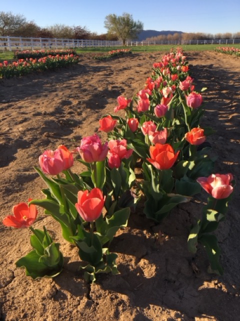Spring festival view 3