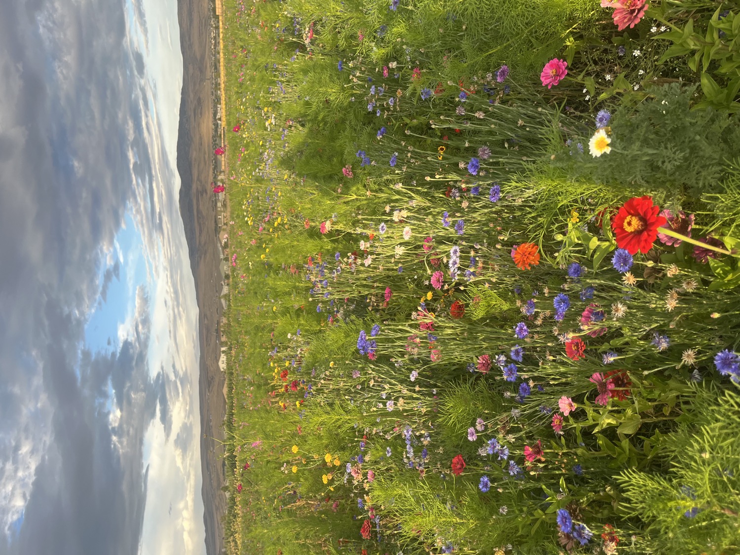Wildflower field