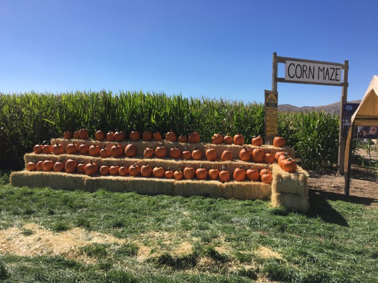 Corn Maze – Andelin Family Farm